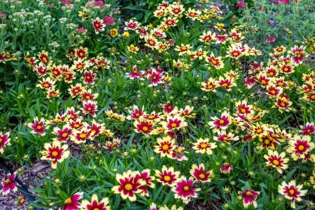 Nolt's Garden Center | Perennials | Tickseed Superstar